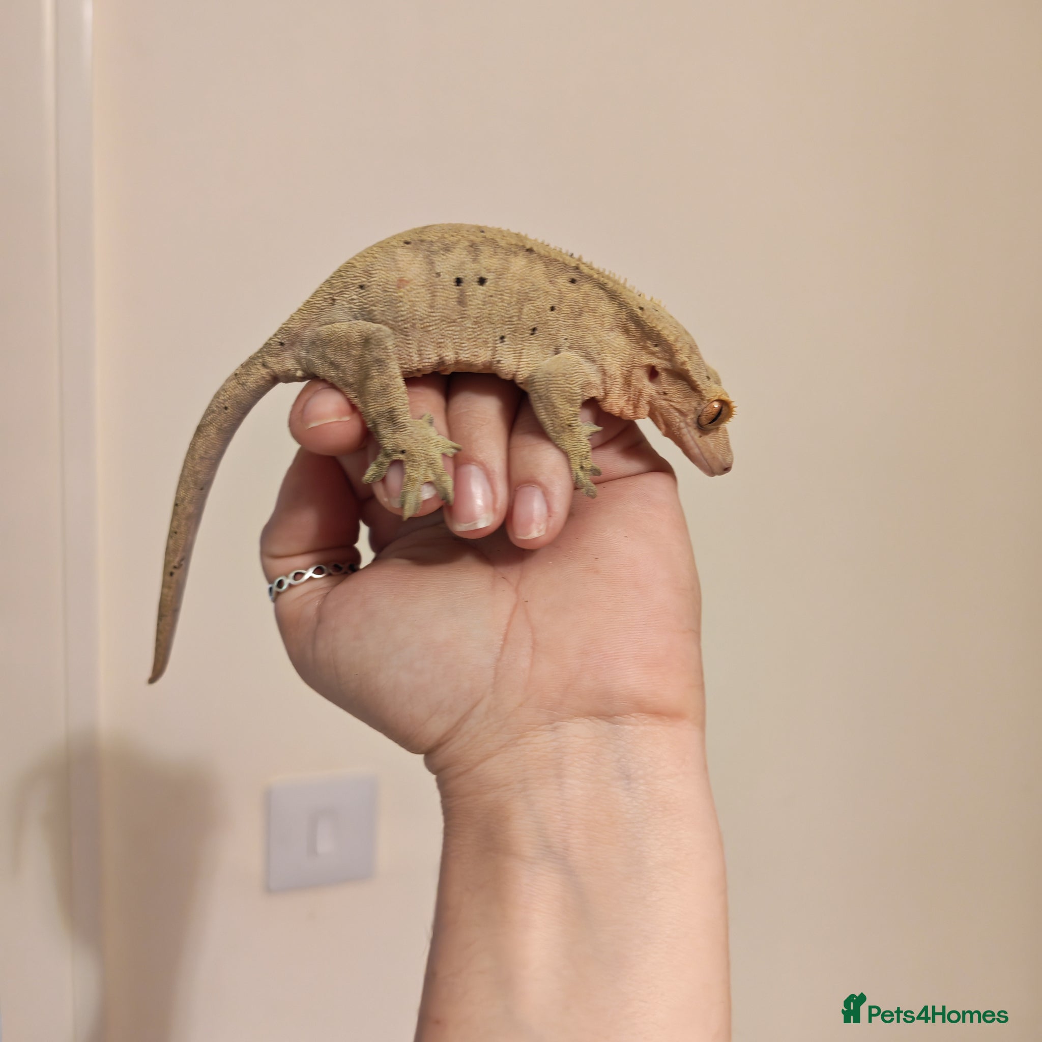 Gecko reptiles 4x Crested Geckos + Viv - Advert 1