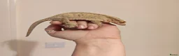 Gecko reptiles for sale: 4x Crested Geckos + Viv in Coalville - Advert 1