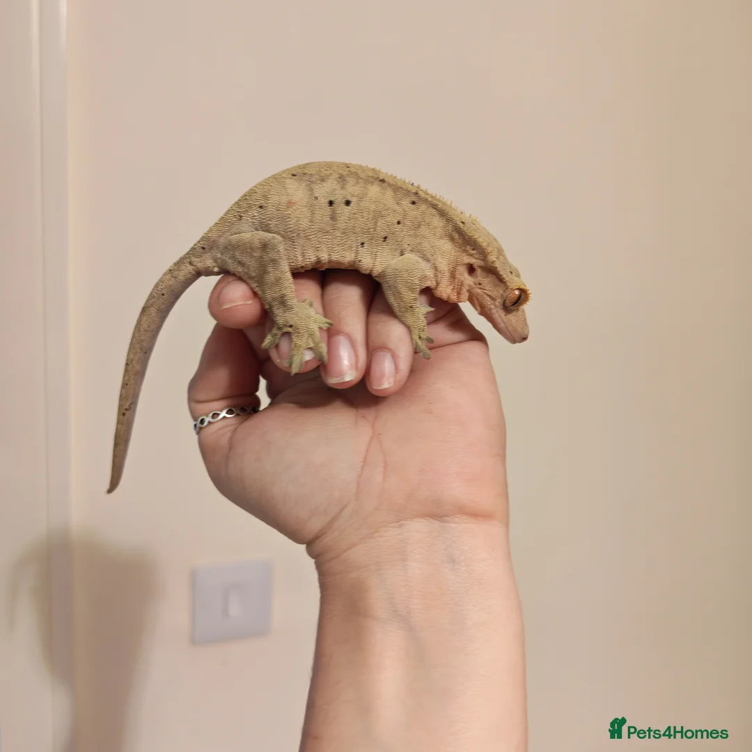 Gecko reptiles for sale: 4x Crested Geckos + Viv in Coalville - Advert 1