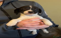Mixed Breed dogs for sale: Adorable Jack Russell X Puppies - Ready Now - Image 3