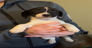 Mixed Breed dogs - Advert 15