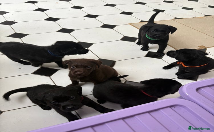 Labrador Retriever dogs - Advert 2