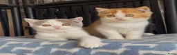 British Shorthair cats for sale: Beautiful BSH champion line two boys  - Advert 25