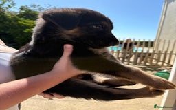 German Shepherd dogs for sale: German Shepherd Puppies - Image 2