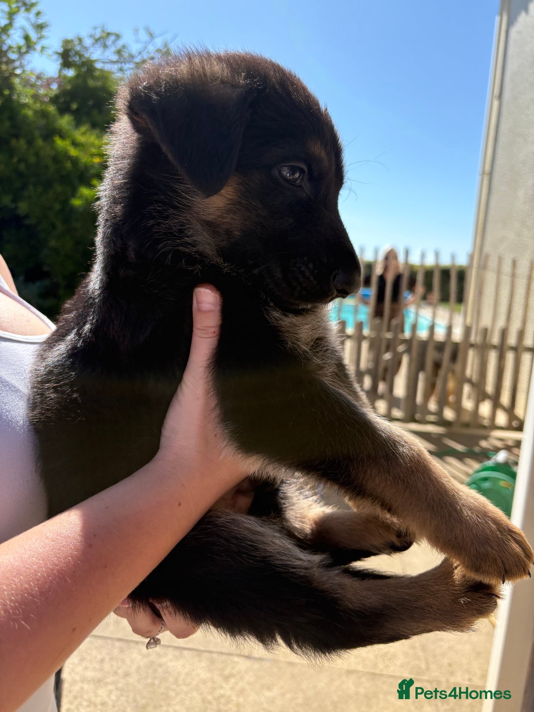 German Shepherd dogs for sale: German Shepherd Puppies - Image 2