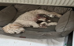 Mixed Breed dogs for sale: Litter of 5 beautiful puppies - Image 8