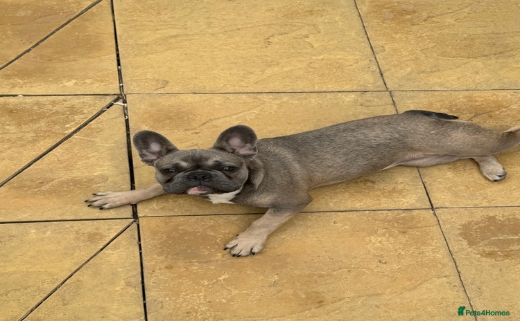 French Bulldog dogs - Advert 1