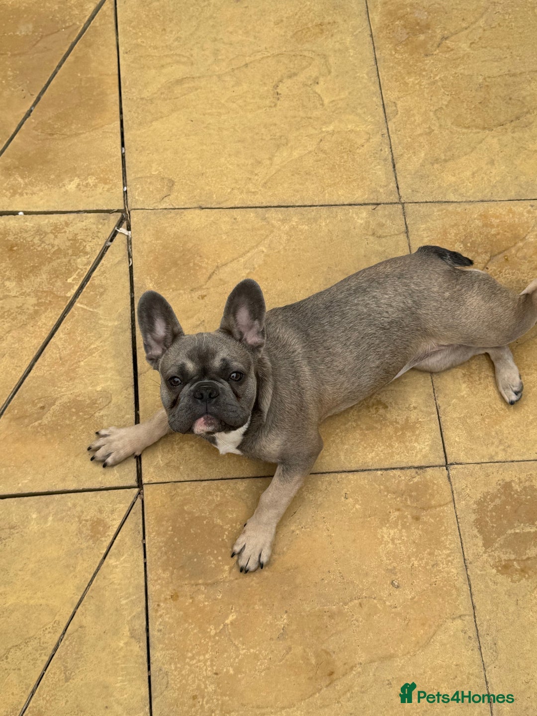 French Bulldog dogs for sale: Luna a 6 month old French bulldog puppy  - Image 1