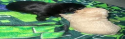 Maltipoo dogs for sale: Maltijack/toy poodle  - Advert 7