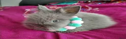 Lionhead rabbits for sale: Pure Breed Double Mained Lionhead - Advert 9