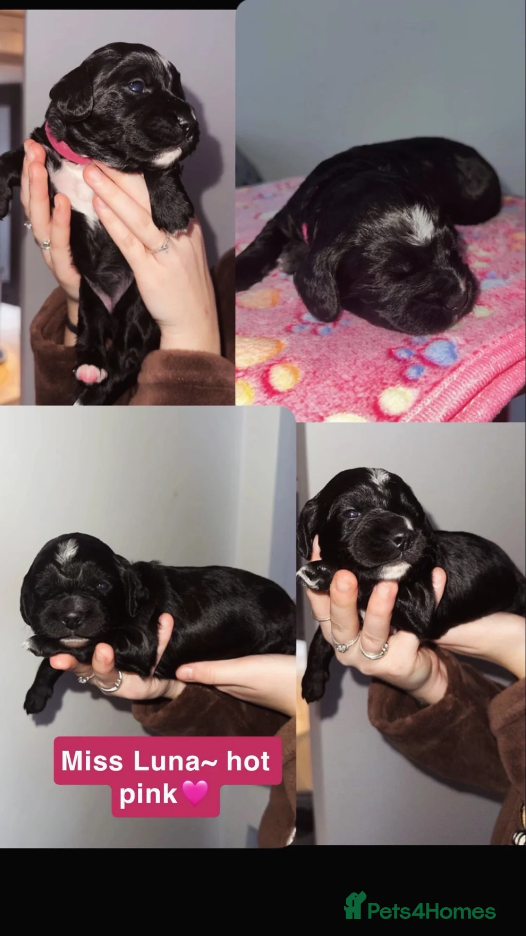 Cocker Spaniel dogs for sale: Beautiful litter of working cocker spaniels  - Advert 9