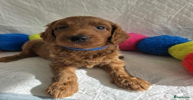 Goldendoodle dogs - Advert 3