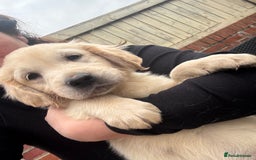 Golden Retriever dogs for sale: Golden retriever X Goldador puppies - Image 26