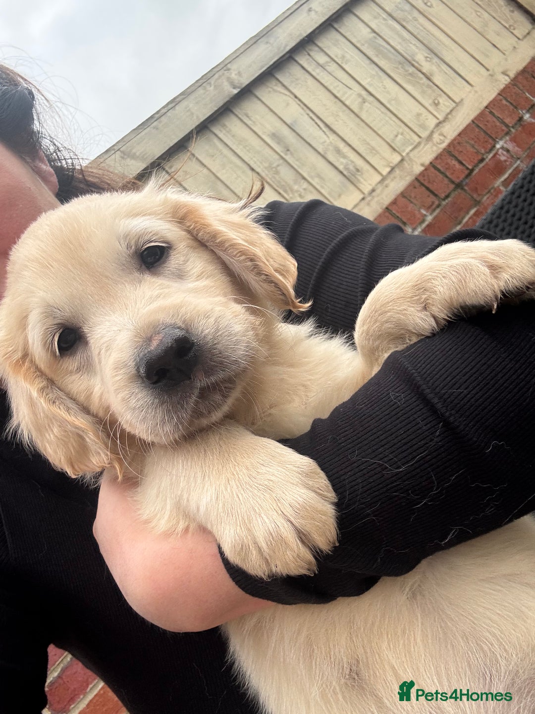 Golden Retriever dogs for sale: Golden retriever X Goldador puppies - Image 26