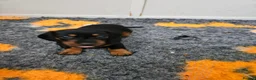 Miniature Dachshund dogs for sale: Stunning RKC registered miniature dachshund  - Advert 16