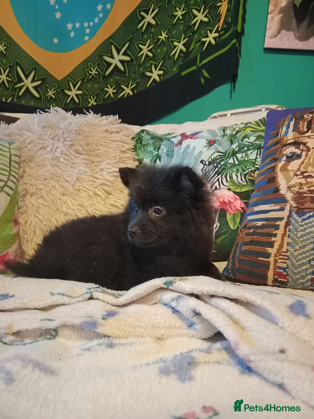 Pomeranian dogs for sale: Pomeranian fluffy bears 🐻  - Advert 6