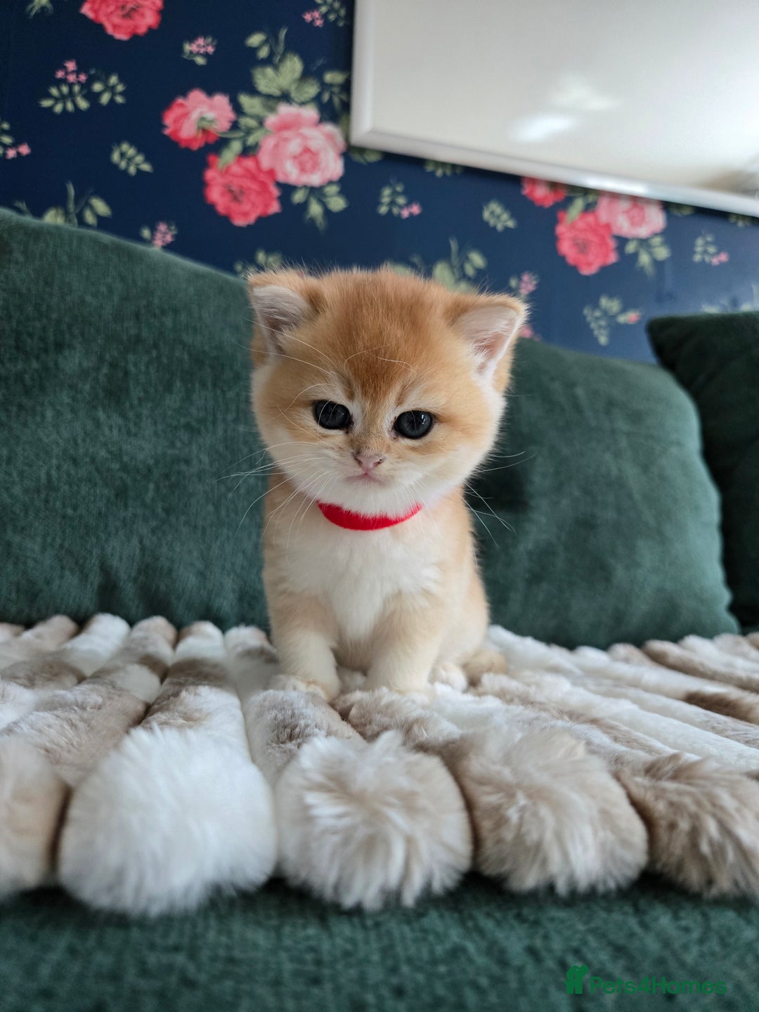British Shorthair cats for sale: Gorgeous golden boys - Image 1