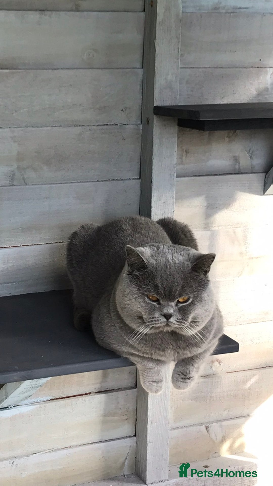 British Shorthair cats for stud: 💙 GCCF & TICA STUD DERBYSHIRE 💙 in Derby - Image 4