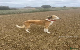 Mixed Breed dogs for sale: Saluki whippets  - Image 2
