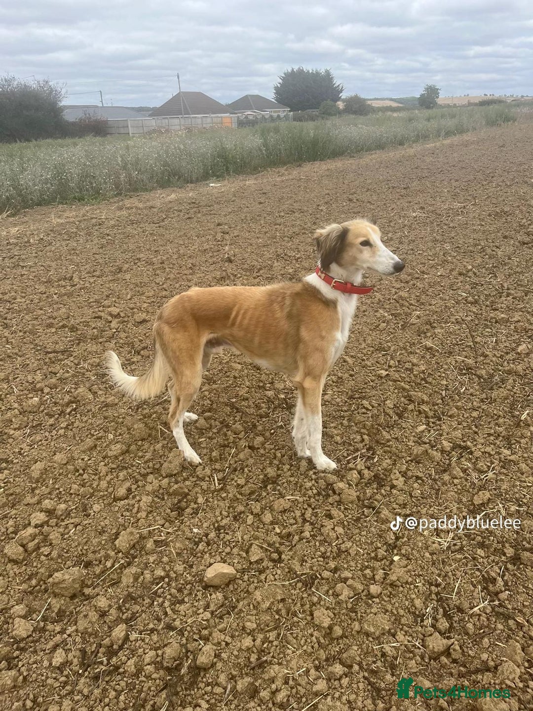 Mixed Breed dogs for sale: Saluki whippets  - Image 2