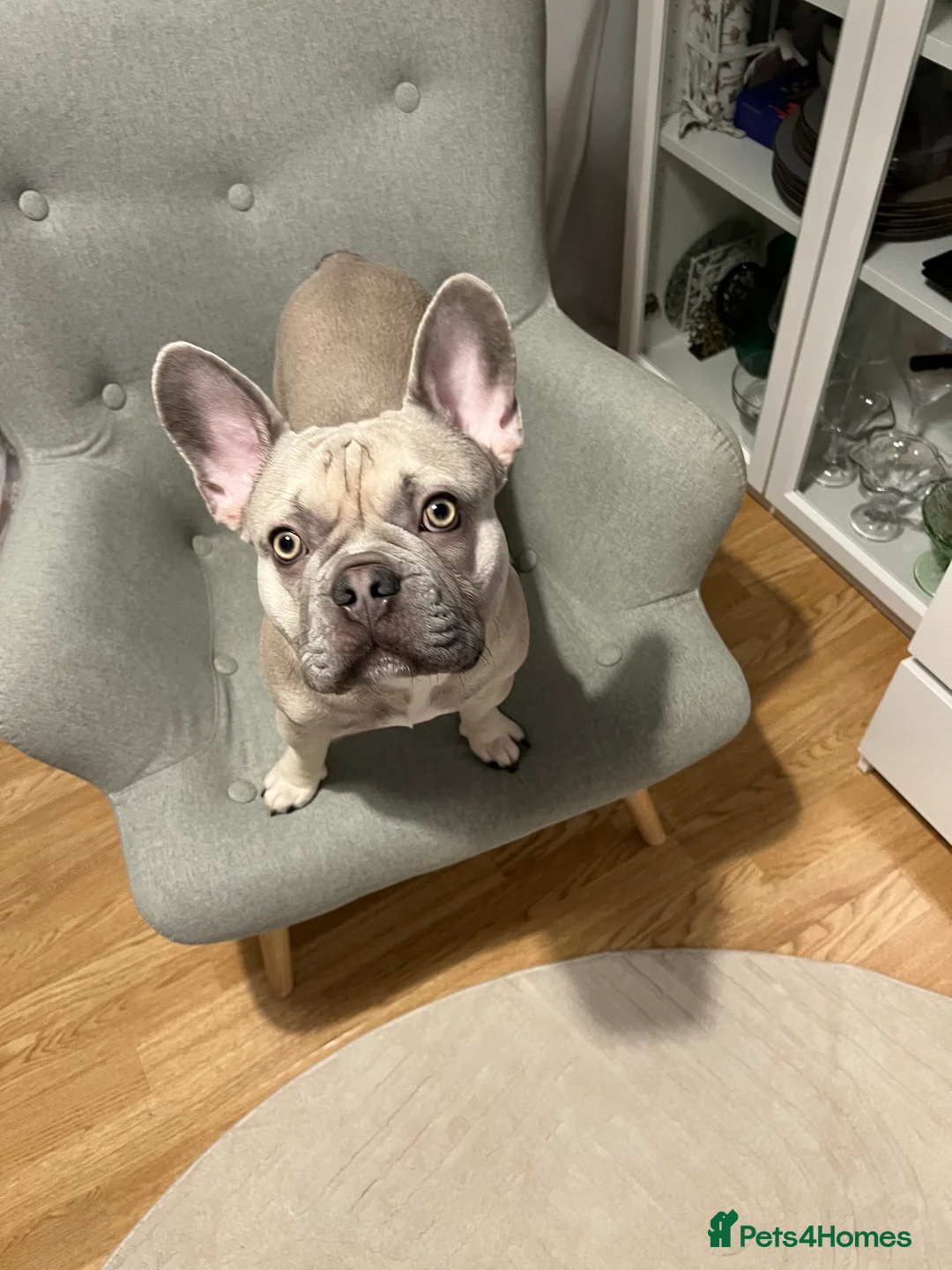 French Bulldog dogs for stud: KC Registered Cream French Bulldog Stud – MELLOW - Advert 1
