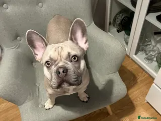 French Bulldog dogs KC Registered Cream French Bulldog Stud – MELLOW - Advert 2