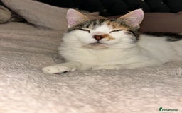 British Longhair cats for sale: Lulu female 2 years old  - Image 5