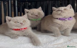British Shorthair cats for sale: Beautiful Lilac BSH champion Line kittens - Image 5