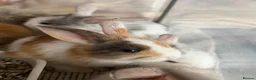 Mixed Breed rabbits for sale: Beautiful Baby Rabbits Ready for Loving Homes 🐰 - Advert 4