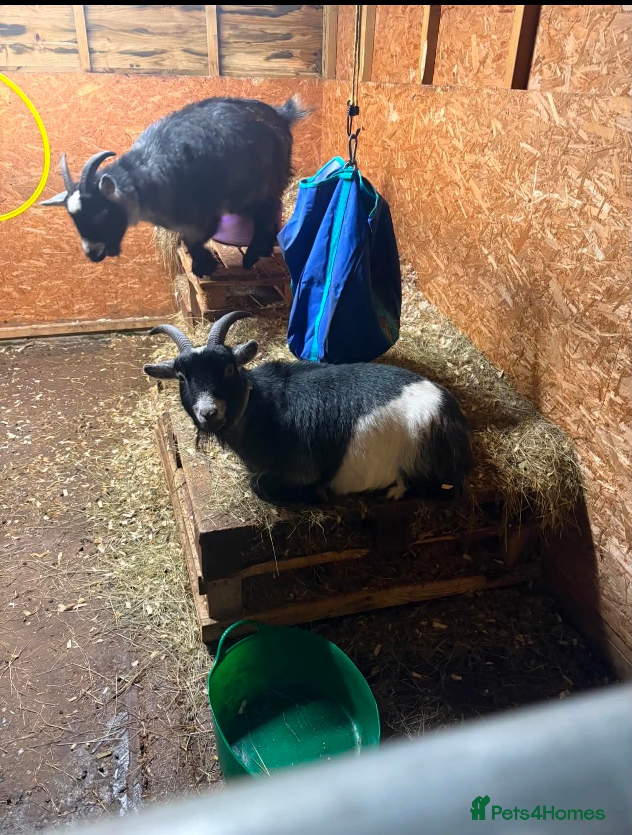 Goats livestock 2 castrated male goats - Advert 1