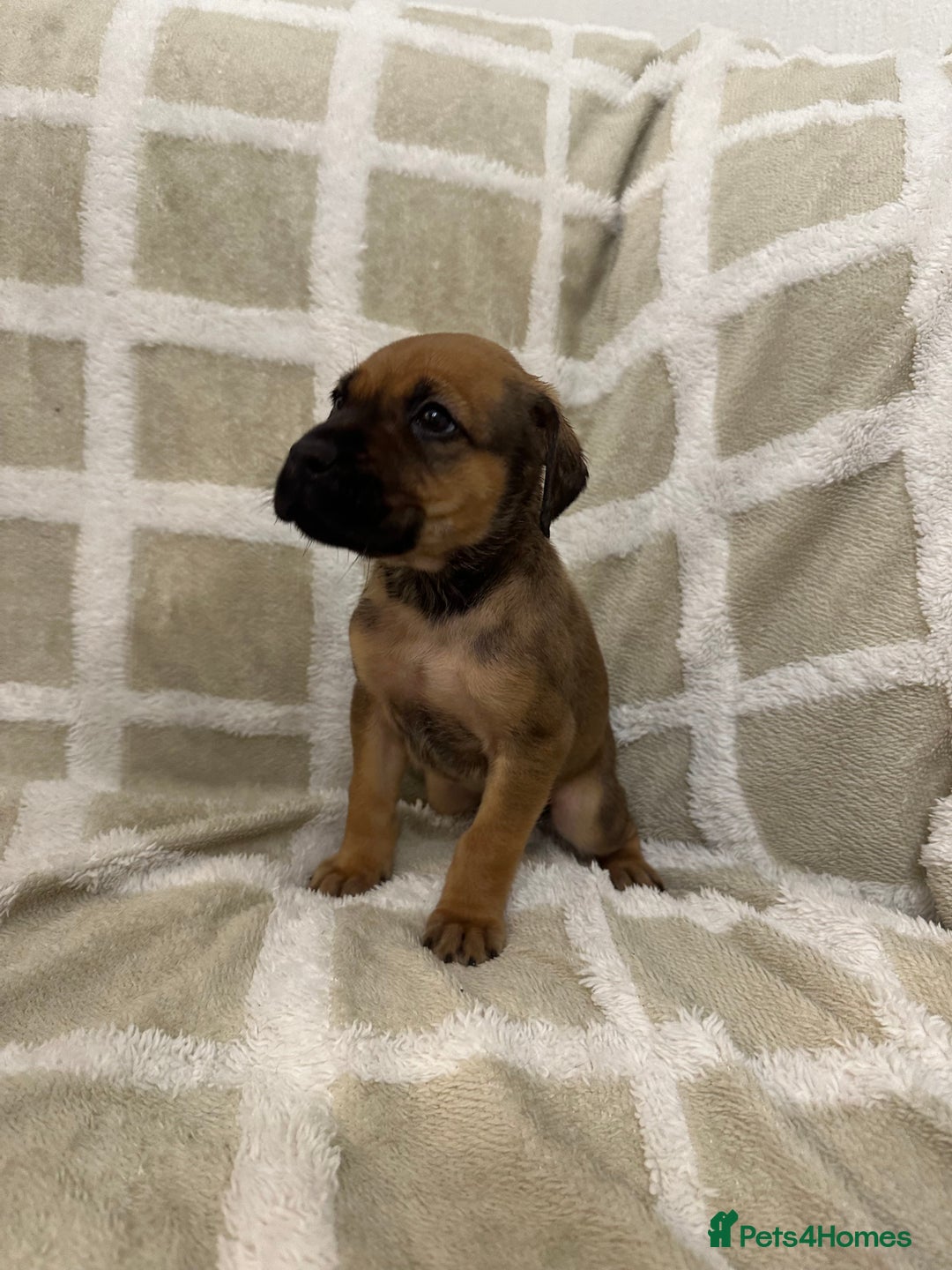 Mixed Breed dogs for sale: Beautiful Cocker spaniel mix puppies  - Advert 6