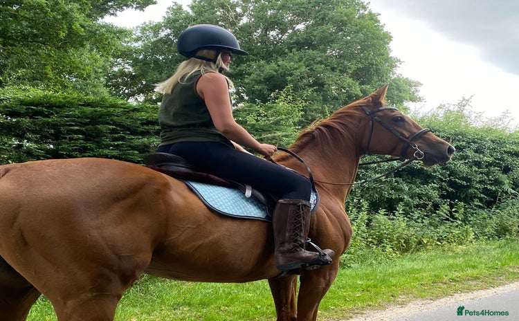 Irish Thoroughbred horses - Advert 1