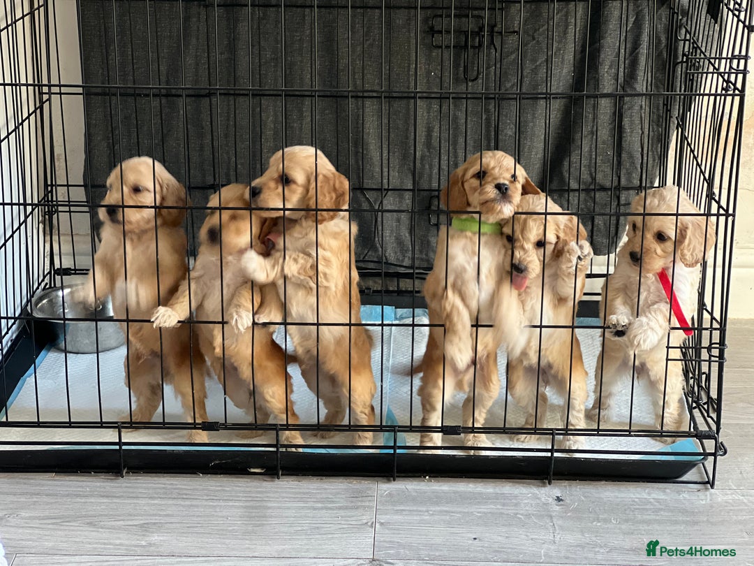 Cockapoo dogs for sale: Cockapoo puppies - Image 3