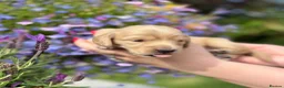 Miniature Dachshund dogs for sale: KC Pure English Cream Longhair Miniature Dachshund in Ibstock - Advert 16