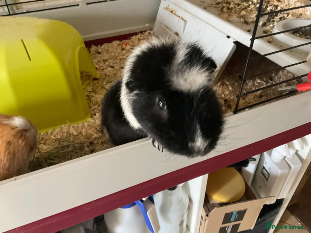 Guinea Pig rodents for sale: 2 Male Guinea Pigs in Brecon - Advert 2