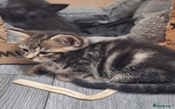 Ragdoll cats for sale: REDUCED LAST 2 KITTENS - Image 6