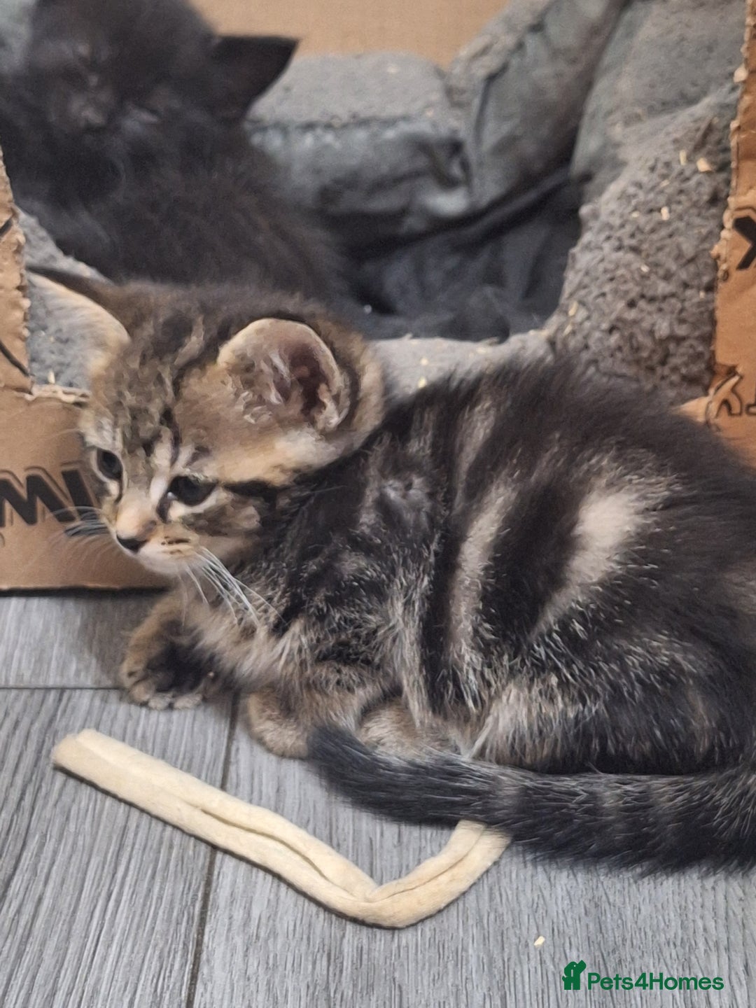 Ragdoll cats for sale: REDUCED LAST 2 KITTENS - Image 6