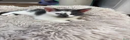 Mixed Breed cats for sale: Kittens for sale  in Luton - Advert 13