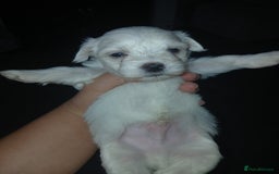Maltese dogs for sale: Maltese puppies - Image 5
