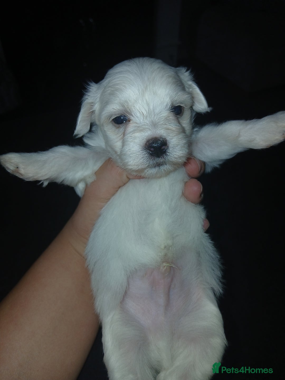 Maltese dogs for sale: Maltese puppies - Image 5