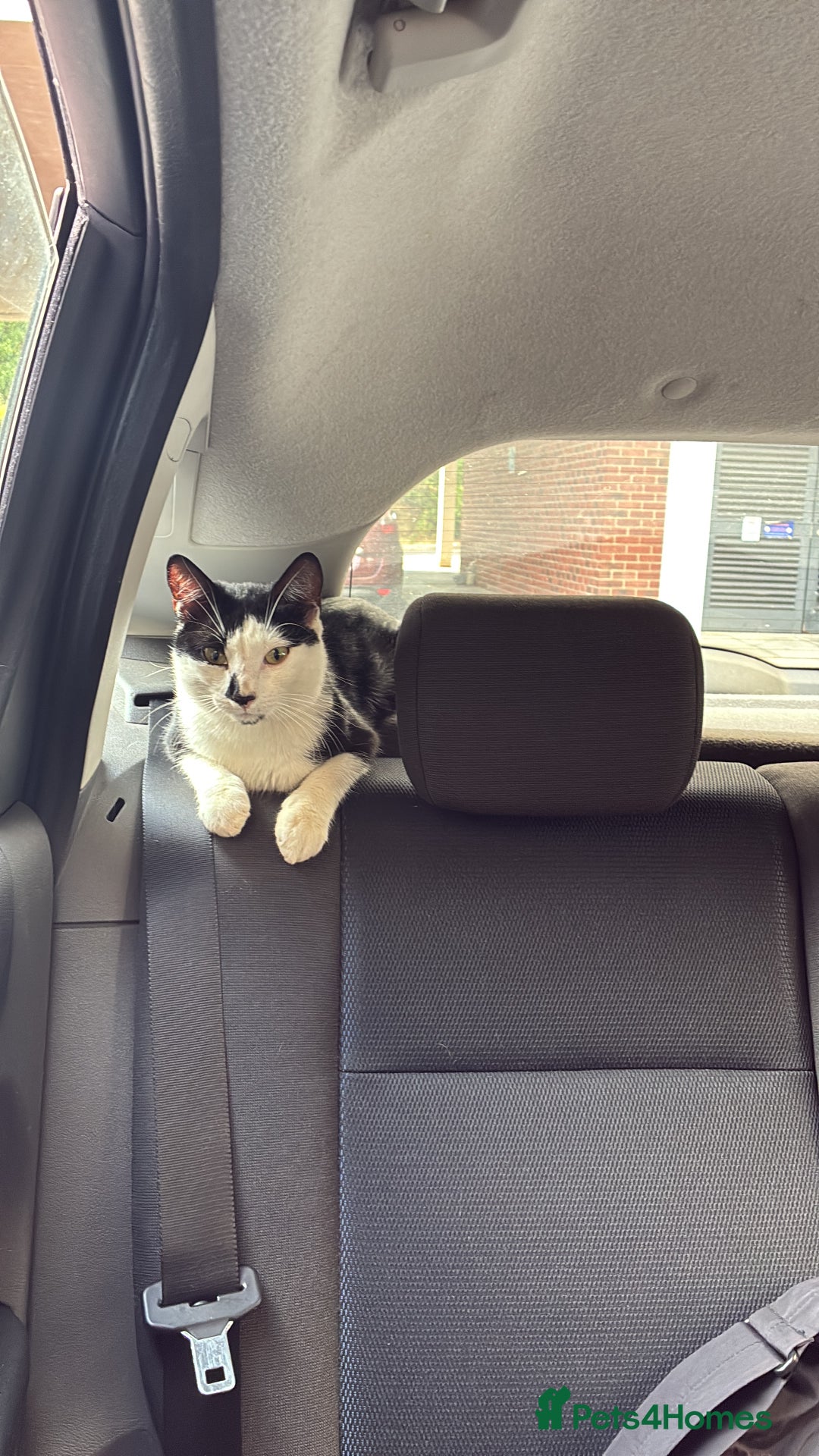Domestic Shorthair cats for sale: 2-year-old tuxedo cat, ready to be rehomed - Image 6