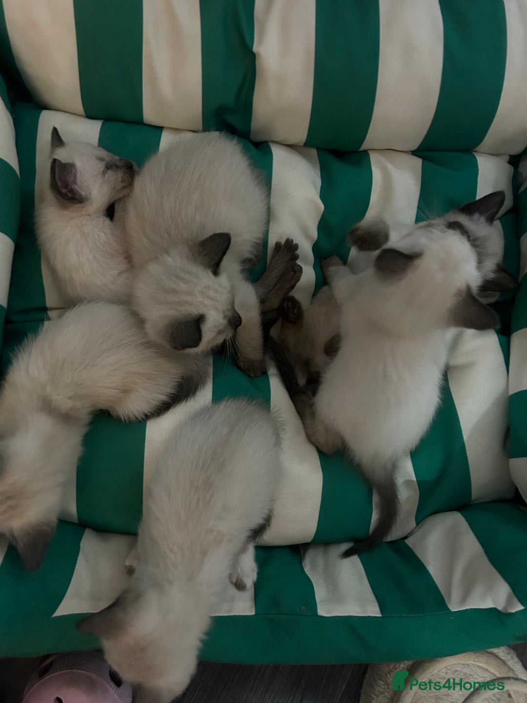 Siamese cats for sale: 6 adorable Siamese kittens  - Advert 6