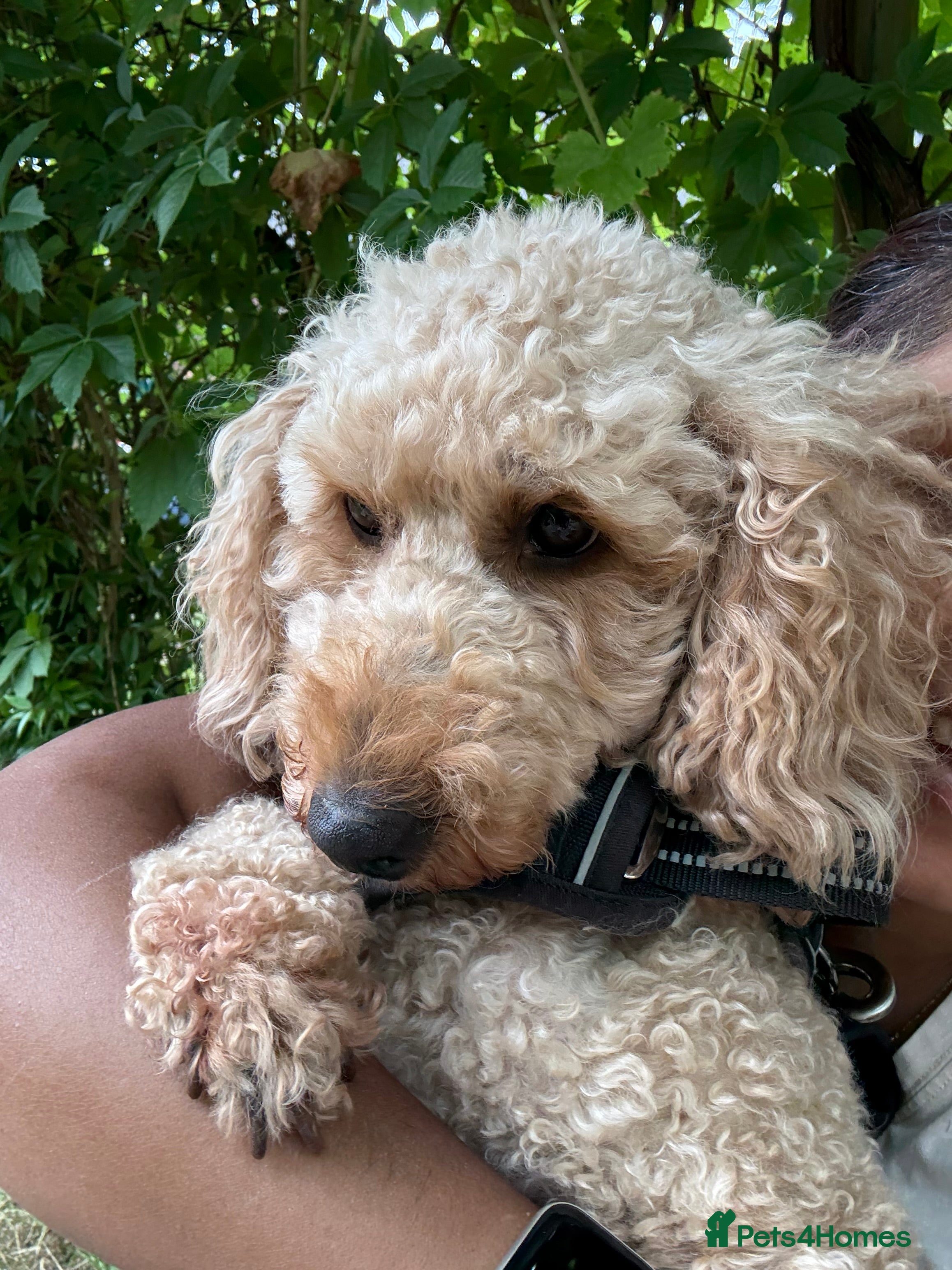 Cavapoo dogs F1B Cavapoos For Sale - 2 girls left - Advert 1