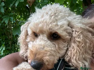 Cavapoo dogs F1B Cavapoos For Sale - 2 girls left - Advert 1