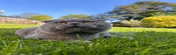 Scottish Fold cats for sale: 🐾Boy Kitten available 🐾 in Hitchin - Advert 2