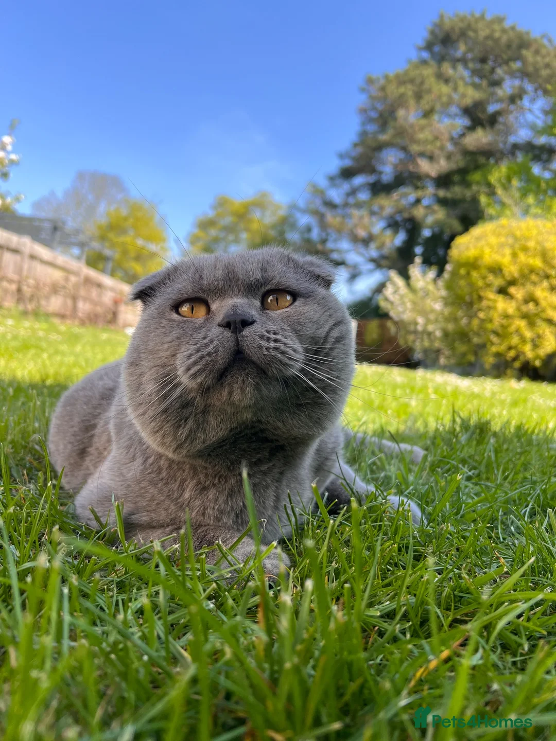 Scottish Fold cats for sale: 🐾Boy Kitten available 🐾 in Hitchin - Advert 2