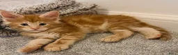 Maine Coon cats for sale: GCCF/ TICA Maine Coon Classic Taby kittens - Advert 17