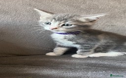 Mixed Breed cats for sale: Kittens - Image 1