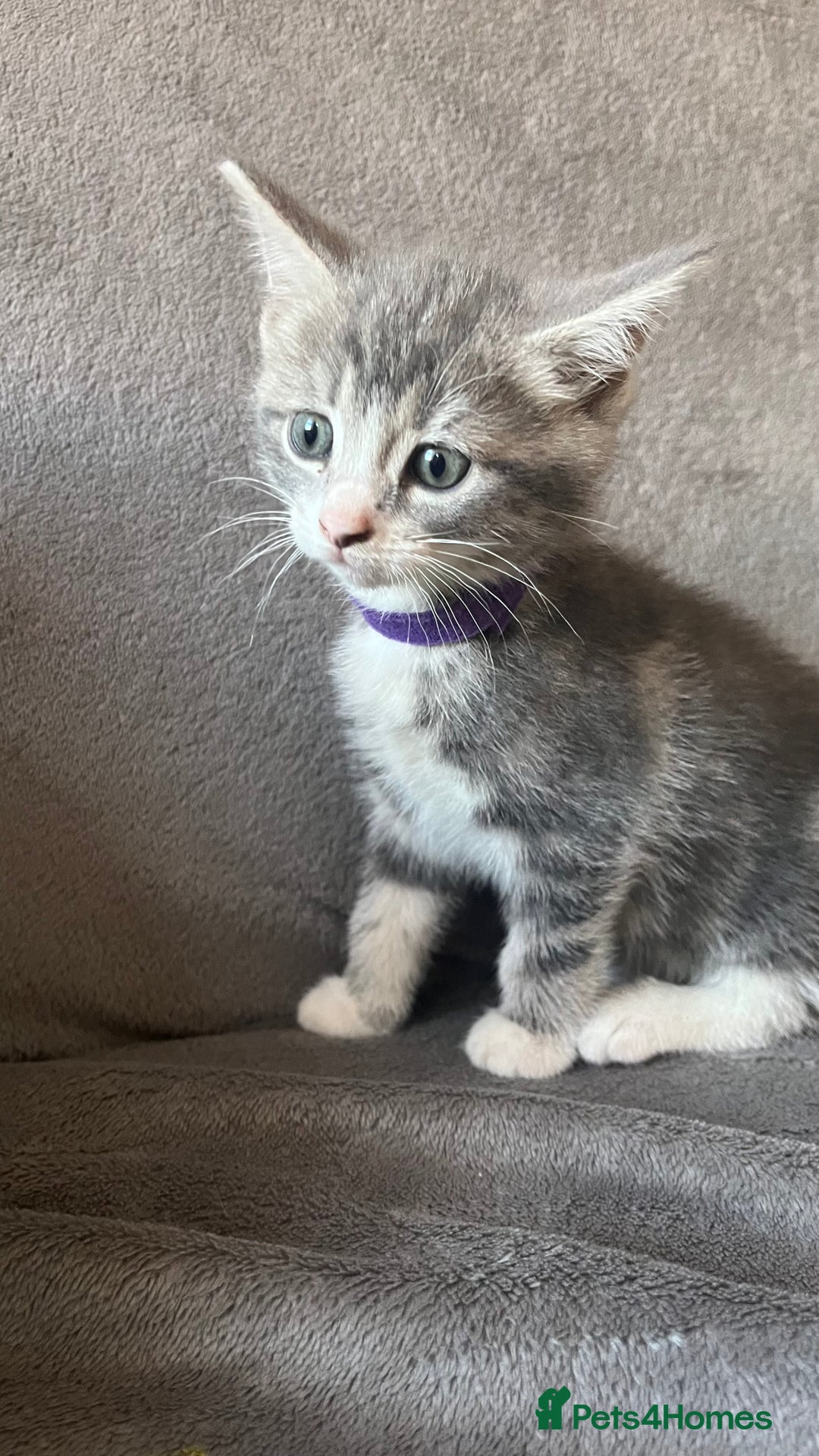 Mixed Breed cats for sale: Kittens - Image 1