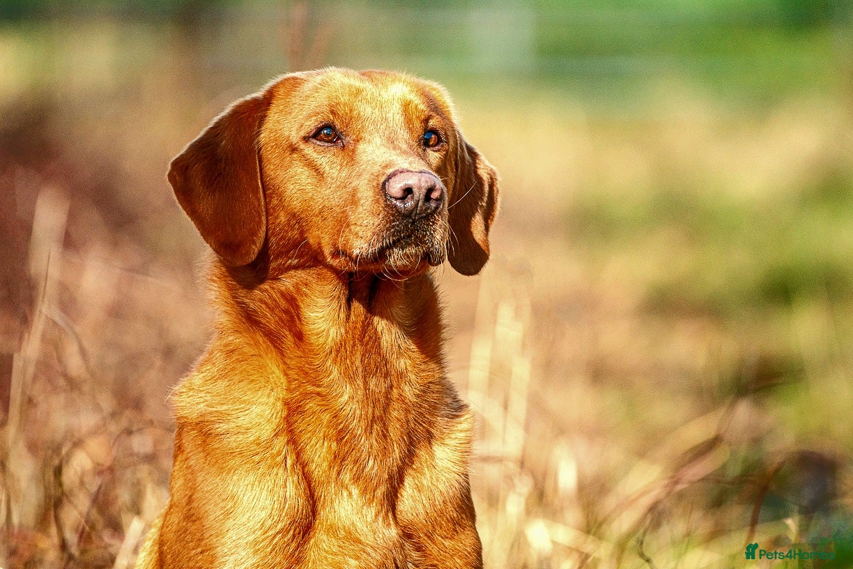 Labrador Retriever dogs Fully health checked, kc reg,  labrador stud in Newark - Advert 16